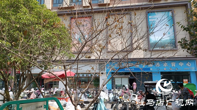 駐馬店：街頭游園樹(shù)木枯死 市民心焦盼“拯救”