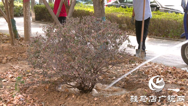 及時(shí)澆水 藥液滴灌 驛城區(qū)園林部門搶救游園干枯樹木