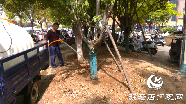 及時(shí)澆水 藥液滴灌 驛城區(qū)園林部門搶救游園干枯樹木