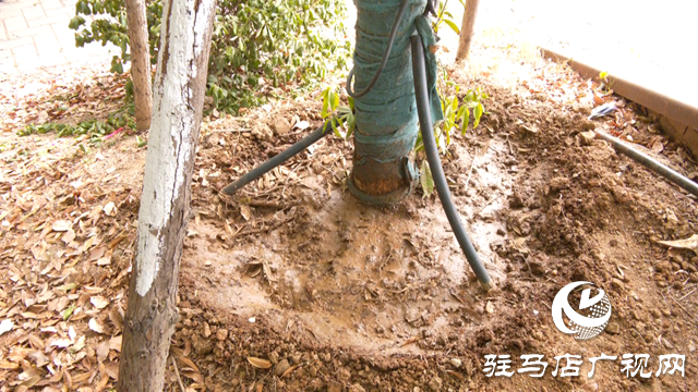 及時(shí)澆水 藥液滴灌 驛城區(qū)園林部門搶救游園干枯樹木