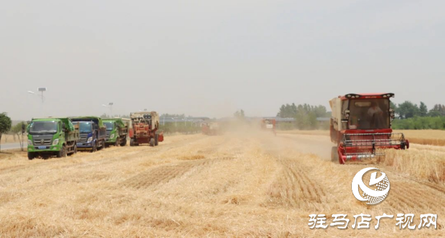 風吹麥浪送酒香 蔡洪坊釀酒專用糧種植基地萬畝優(yōu)質小麥開鐮收割