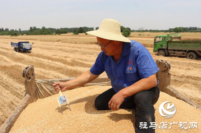 風吹麥浪送酒香 蔡洪坊釀酒專用糧種植基地萬畝優(yōu)質小麥開鐮收割