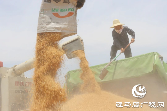 風吹麥浪送酒香 蔡洪坊釀酒專用糧種植基地萬畝優(yōu)質小麥開鐮收割