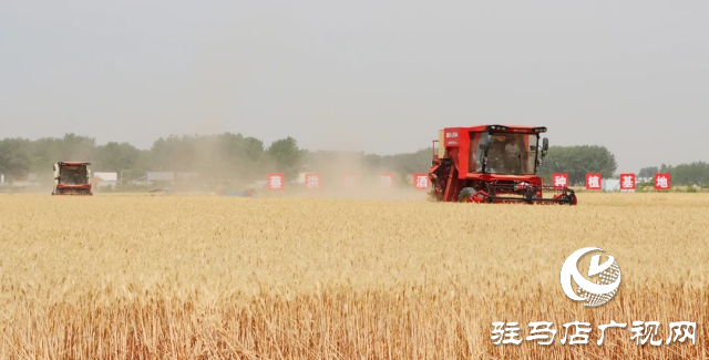 風吹麥浪送酒香 蔡洪坊釀酒專用糧種植基地萬畝優(yōu)質小麥開鐮收割