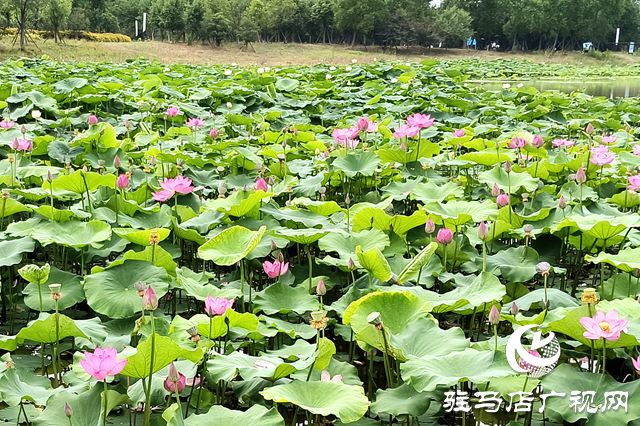 仲夏時節(jié) 荷花盛放