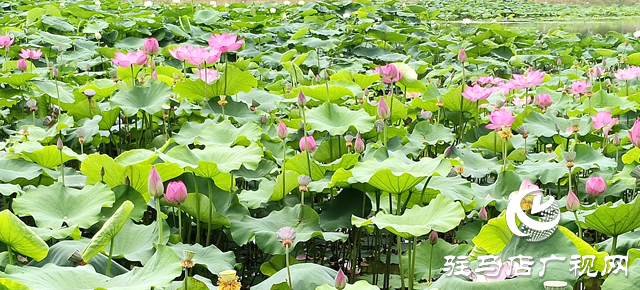 仲夏時(shí)節(jié) 荷花盛放