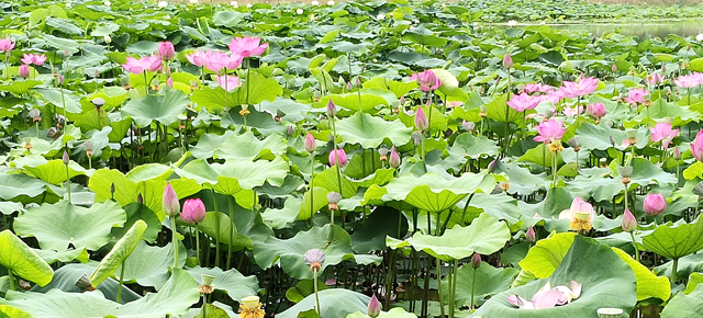 仲夏時(shí)節(jié) 荷花盛放