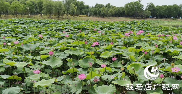 仲夏時節(jié) 荷花盛放