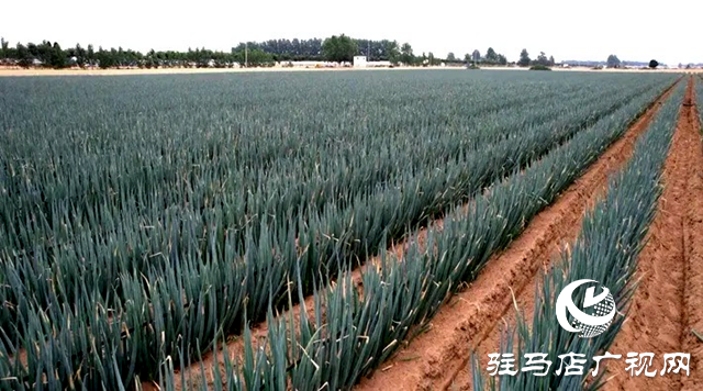 遂平：蔬菜大棚“種”出鄉(xiāng)村振興好“錢”景