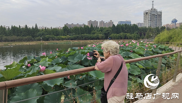 入夏荷花生 賞荷正當(dāng)時(shí)