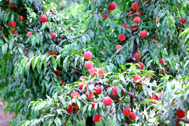 汝南縣：特色種植助力鄉(xiāng)村振興