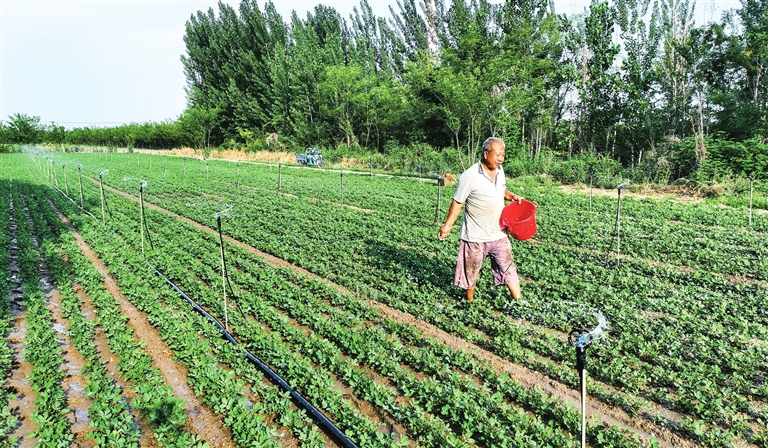 群眾在紅薯田趁墑?chuàng)尫N