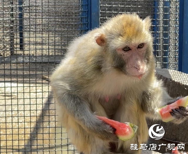 駐馬店市南海動物園全力呵護動物舒適度夏