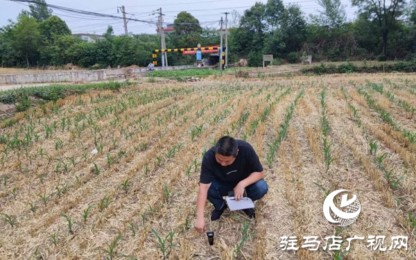 西平縣柏苑街道辦事處開(kāi)展搶時(shí)趁墑播種工作