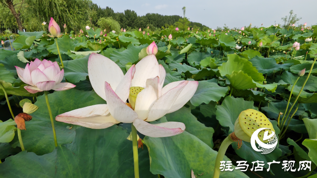 平輿縣楊埠鎮(zhèn)陳凡村：大力發(fā)展“蓮經(jīng)濟”讓小小蓮子成為鄉(xiāng)村振興的大產(chǎn)業(yè)