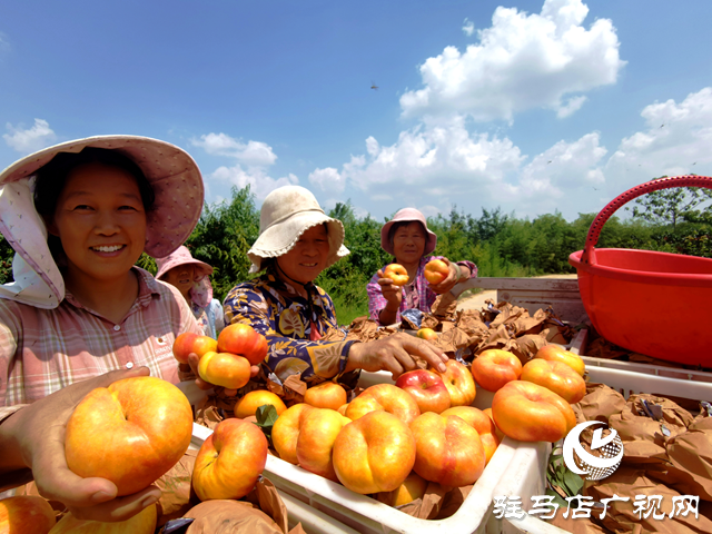 驛城區(qū)蟻蜂鎮(zhèn)：蟠桃豐收采摘忙