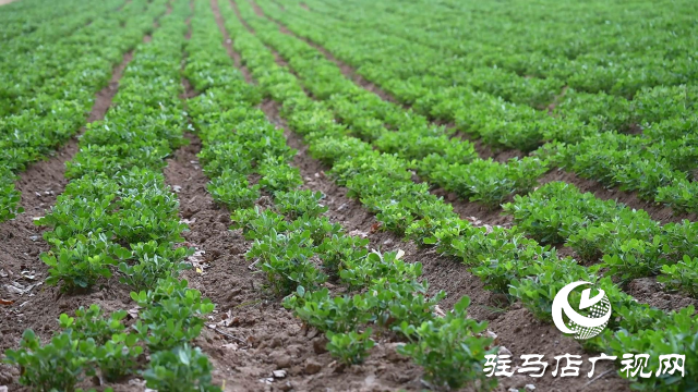 駐馬店市普降甘霖 解除旱情利于秋作物生長(zhǎng)