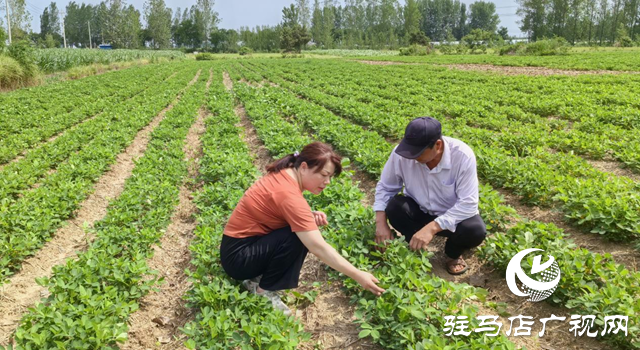 暴雨過(guò)后如何防范農(nóng)田內(nèi)澇？農(nóng)業(yè)專家支招