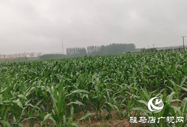 近期駐馬店雨水頻繁 警惕農(nóng)田漬澇風險