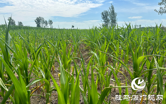 泌陽(yáng)縣郭集鎮(zhèn)：抓好雨后秋田管理 保群眾“糧食安全”