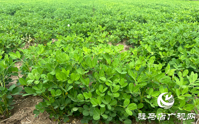 泌陽(yáng)縣郭集鎮(zhèn)：抓好雨后秋田管理 保群眾“糧食安全”