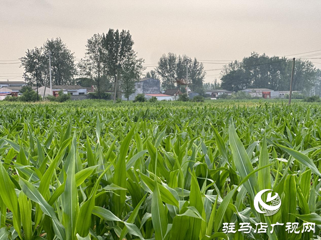 高溫多雨天氣 玉米需要謹防這些病害