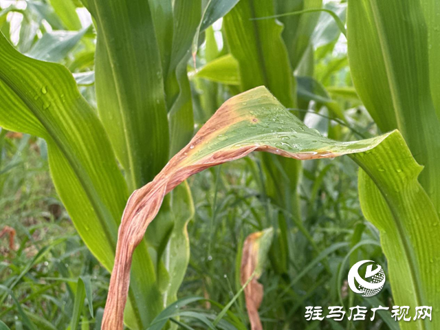 高溫多雨天氣 玉米需要謹防這些病害