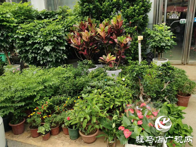 夏季花卉市場綠植受青睞