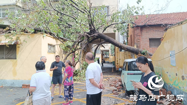 狂風(fēng)刮倒大桐樹(shù) 砸壞圍墻電動(dòng)車(chē)