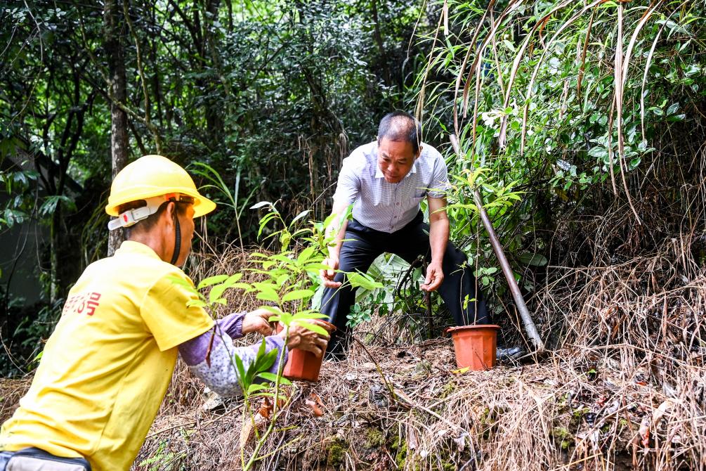 時光相冊丨弄拉的重生：荒山披綠 窮嶺生金