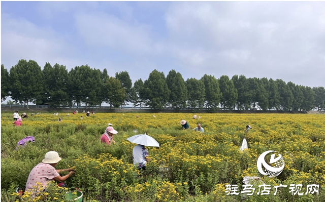 平輿縣楊埠鎮(zhèn)任柳村：旋覆花開(kāi)金燦燦 農(nóng)戶增收笑開(kāi)顏