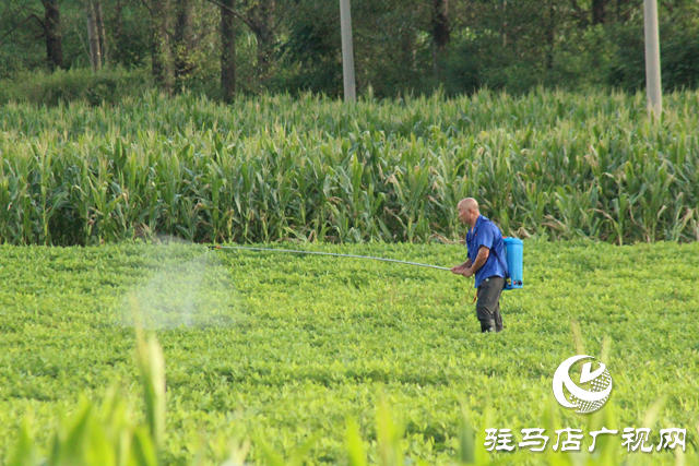 泌陽縣黃山口鄉(xiāng)：精準(zhǔn)管理 打好秋糧生產(chǎn)主動仗