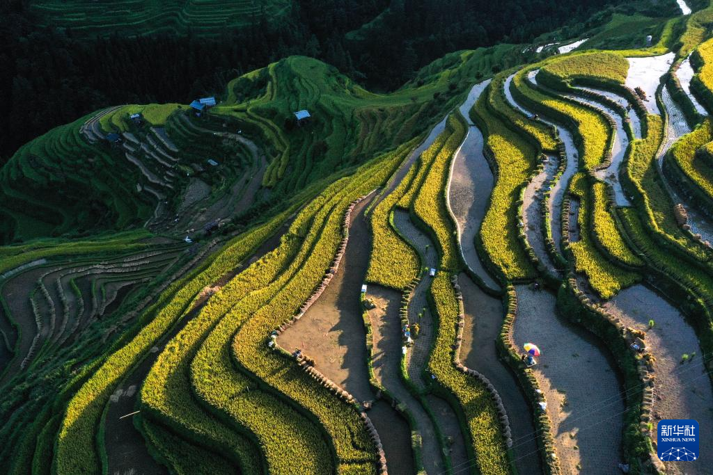 月亮山梯田忙秋收