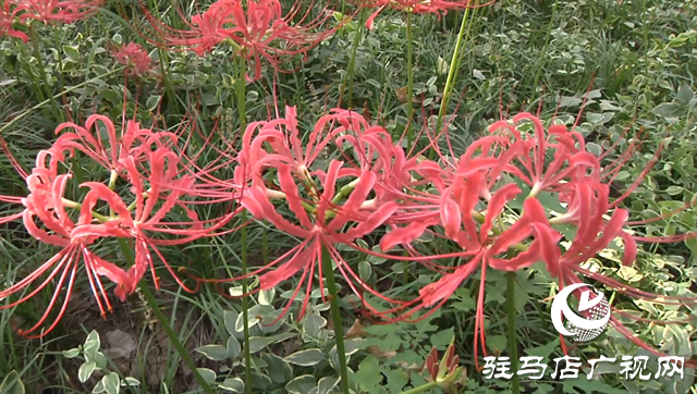 富強(qiáng)公園彼岸花盛開(kāi) 早秋美景醉游人