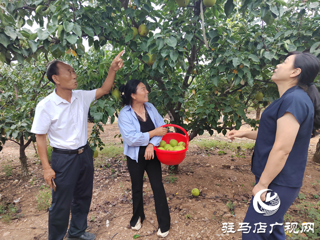 泌陽(yáng)縣馬谷田鎮(zhèn)河南村：小林果成就大產(chǎn)業(yè)