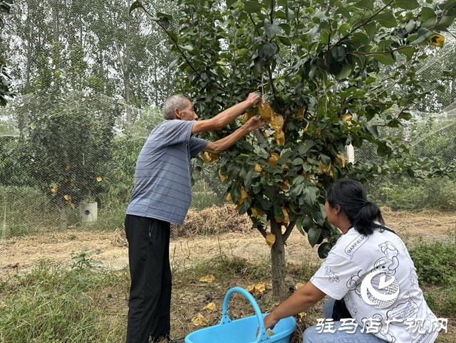 驛城區(qū)水屯鎮(zhèn)：秋月梨成熟 果農(nóng)笑開顏