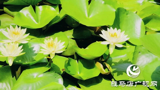 泌陽(yáng)縣和園：秋色宜人處 風(fēng)光入畫(huà)來(lái)