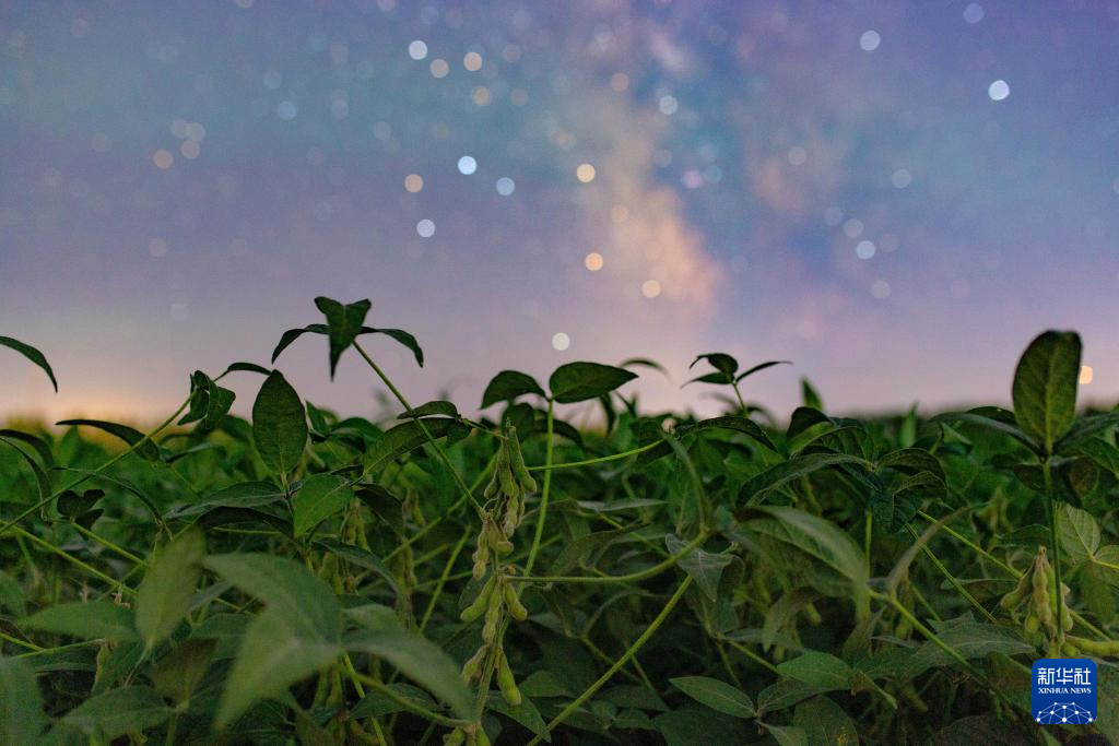 豐收田野“約會”浪漫星空