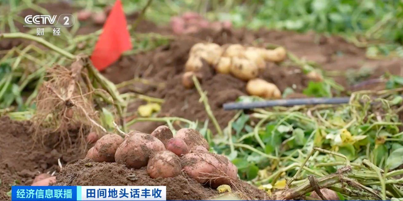 航空育種土豆即將收獲 探訪最新生長(zhǎng)情況→