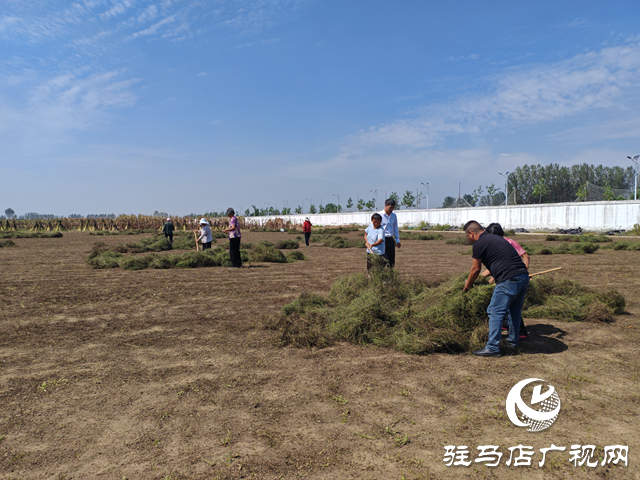 平輿縣陽(yáng)城鎮(zhèn)：半枝蓮開出“致富花”