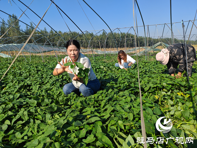 平輿縣陽(yáng)城鎮(zhèn)洪山廟村：紅薯頭成為增收“黃金葉”