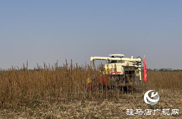 駐馬店：良種良法有機融合 芝麻機收喜獲成功