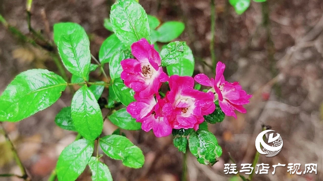 泌陽縣雙龍公園：走進(jìn)雨中公園 感受濃郁秋意