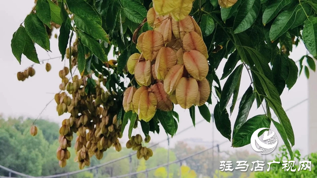 泌陽縣雙龍公園：走進(jìn)雨中公園 感受濃郁秋意