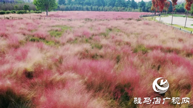 泌陽漢風(fēng)公園，秋日里的粉色夢(mèng)境