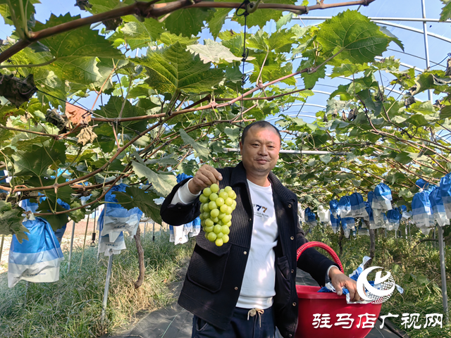 驛城區(qū)諸市鎮(zhèn)魏莊：“陽光玫瑰”照亮致富路