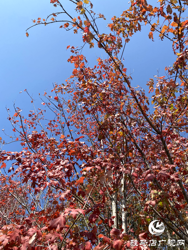 驛城區(qū)諸市鎮(zhèn)魏莊：楓樹林紅透金秋畫卷