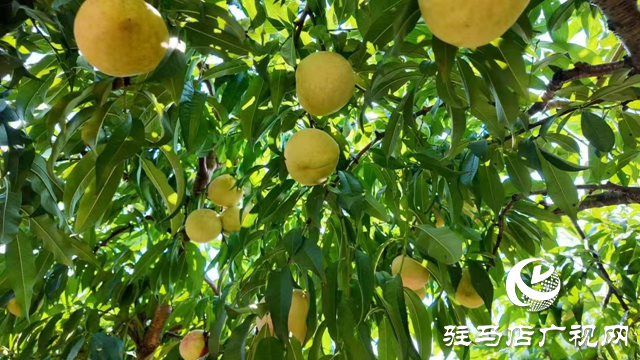 平輿縣廟灣鎮(zhèn)馮莊村冬雪蜜桃種植園：甜蜜豐收場景令人“桃”醉